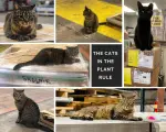 2020:  Factory Cats Rule